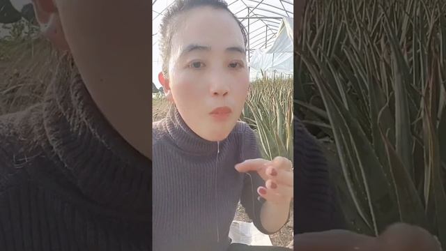 how eat aloevera gel short смотреть онлайн