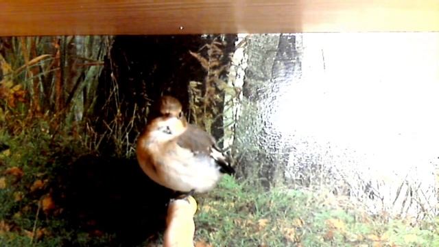 Мухоловка-белошейка. Ficedula albicollis. смотреть онлайн