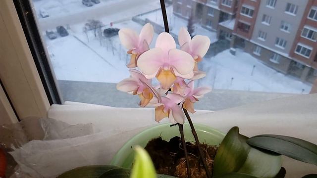 ОРХИДЕЯ-МИНИ РАСЦВЕЛА, ПЯТНИСТАЯ КРАСАВИЦА. смотреть онлайн