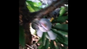 Чебаркульская слива