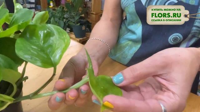 Эпипремнум Глобал Грин - обзор сорта | Текстурная лиана для комнатного озеленения смотреть онлайн