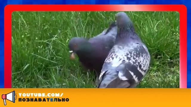 7 причин, почему большинство людей боится любви смотреть онлайн
