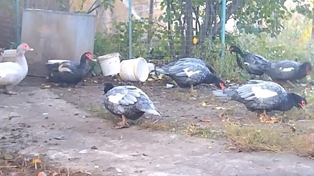 Драгоценный совет о кормлении, мускусные утки. Почему утки едят свои яйца?