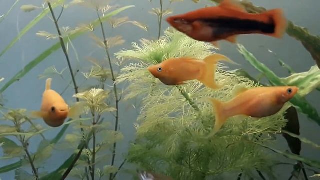 Желтая, золотая моллинезия, содержание, разведение смотреть онлайн