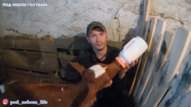 Отёл коровы // Наше деревенское хозяйство смотреть онлайн