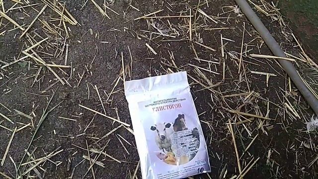 Воспитание гусят, часть 5. Глистование. смотреть онлайн