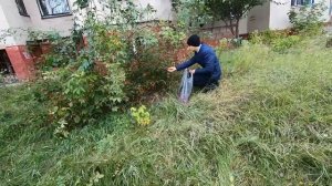 ШИПОВНИК. СКОЛЬКО МОЖНО ЗАРАБОТАТЬ на его ПРОДАЖЕ?