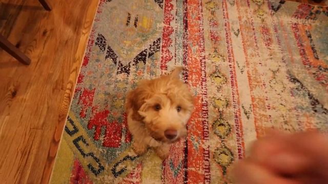They're now BEST FRIENDS!! ? How we introduced new puppy to our older dogs, SUCCESFULLY! ? смотреть онлайн