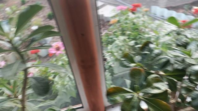 Цветение моих домашних цветов🌺 адениумы, суккуленты 😁 и даже цикломен зацвёл в августе🌺🌺🌺 смотреть онлайн