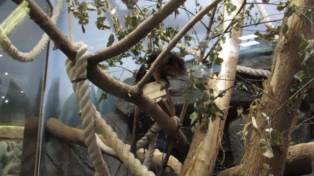 Золотистоголовый львиный тамарин изучает стену 25.10.18 смотреть онлайн