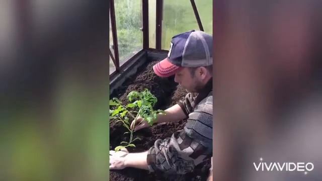 Секреты пересадки помидор в теплицу!!! смотреть онлайн