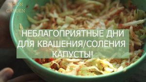 КВАШЕНАЯ КАПУСТА: когда квасить капусту по лунному календарю? БЛАГОПРИЯТНЫЕ ДНИ засолки ЯНВАРЬ 2024