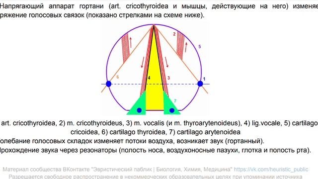 Дыхательная система. Полость носа, гортань, трахея, бронхи, легкие. Плевра и средостение. Анатомия смотреть онлайн