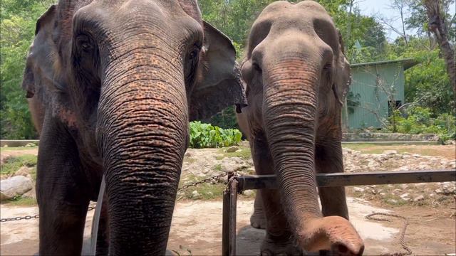 ТАИЛАНД. Влог из ЗООПАРКА. смотреть онлайн