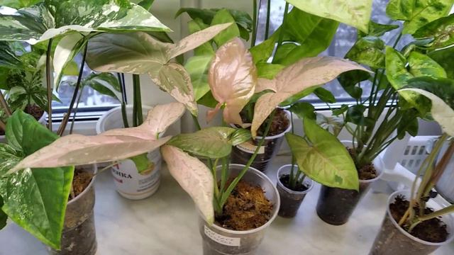 Сингониумы. Как зимуют мои сингониумы? смотреть онлайн