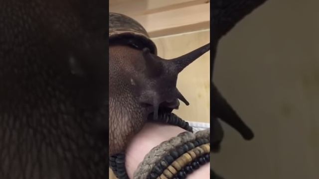 Никогда НЕ трогай эту улитку! смотреть онлайн