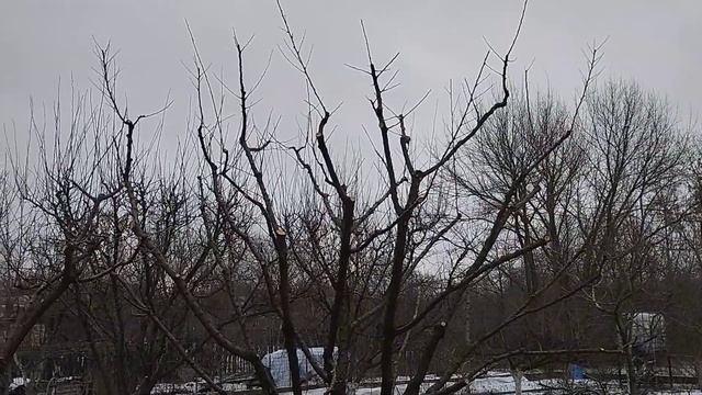 Стопроцентное поражение абрикоса монилиальным ожегом Реанимация Результат смотреть онлайн