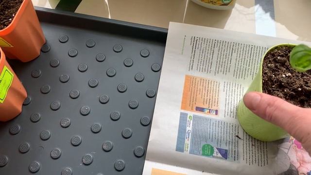 ЧЕРЕНКИ ГОРТЕНЗИИ. ПИКИРОВКА АГЕРАТУМА. ПЕРЕВАЛКА ТОМАТА В 3-Х ЛИТРОВОЕ КАШПО смотреть онлайн