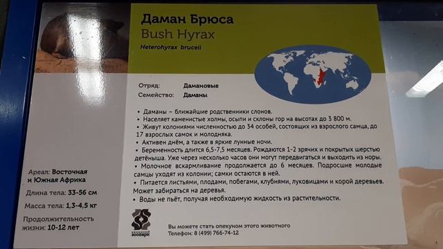 Даман Брюса. Московский зоопарк смотреть онлайн