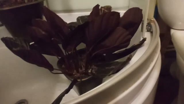 Мучнистый червец_Орхидеи_Как избавиться от мучнистого червеца смотреть онлайн