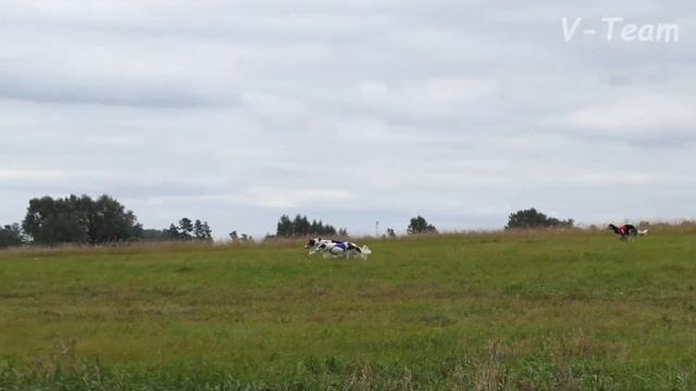 АЗАРТНАЯ ОХОТА БАРГУЗИН (R), АО БЕРЕЗКА (B), АО БИЯ (W). Осенний Марафон - 2017, НКП РПБ.