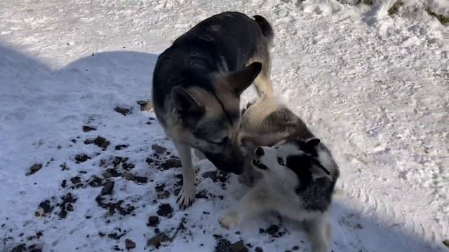 Взрослые игры наших девочек . ВЕО овчарка Гера и Хаски Айза . смотреть онлайн