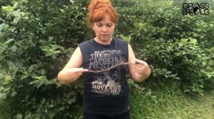 Как правильно выбрать и пользоваться строгим ошейником для собак? Советы от заводчика