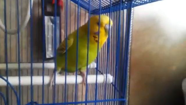 # попугай Кеша смотреть онлайн