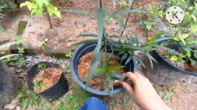 Care Tips For Mexican Petunia Plants | Growing Tips | How To Grow #Maxican Petunia In #pot #video