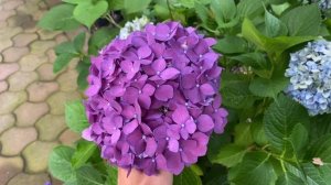 Гортензии крупнолистные Ред Барон Саженцы в наличии