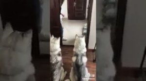 Как отучить животных кусаться на примере игрушек/Смешные видео