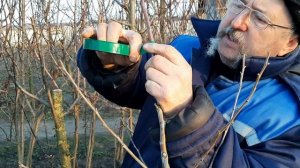 Как привить грушу на боярышник (метод улучшенной копулировки)