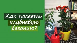 Как посеять клубневую бегонию?