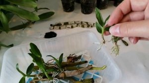 Размножение орхидеи дендробиум