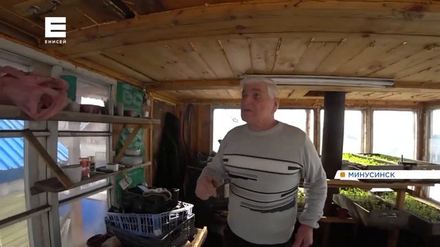 Садоводы на юге края приступили к выращиванию знаменитых минусинских томатов (Икс Минусинск). смотреть онлайн