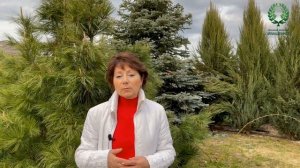 Посадка роз в геотекстиль. Правильная организация клумб. Питомник ? и ? Е. Иващенко