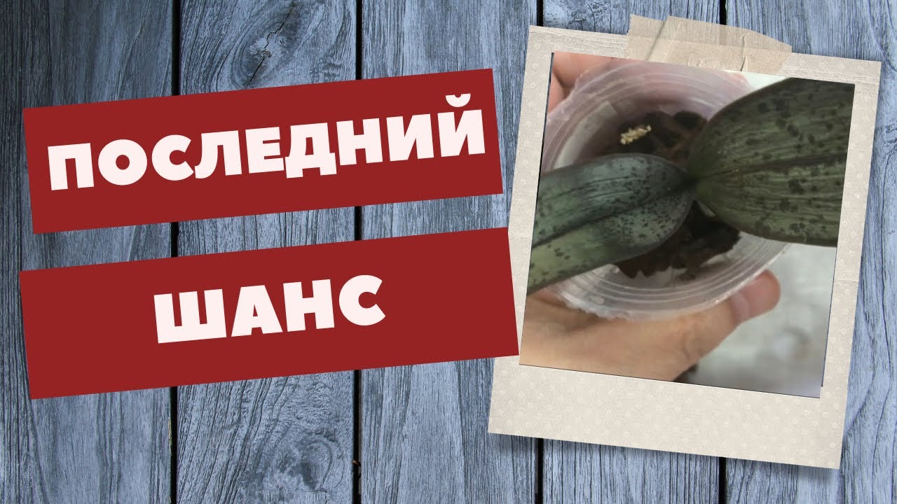 Надежда умирает последней.. спасаю орху Дасти бель