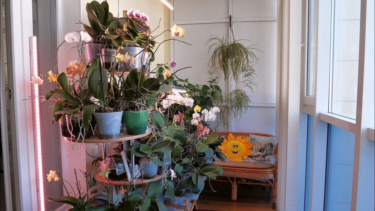 Орхидеи. ВОТ ЭТО Я РАЗВЕРНУУУСЬ! Запомните это место ТАКИМ. Часть 1. смотреть онлайн