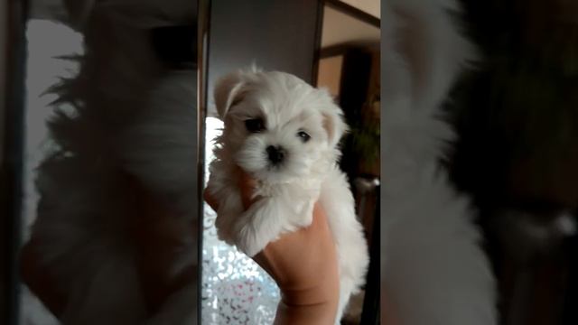 Мальтезе мини щенки смотреть онлайн