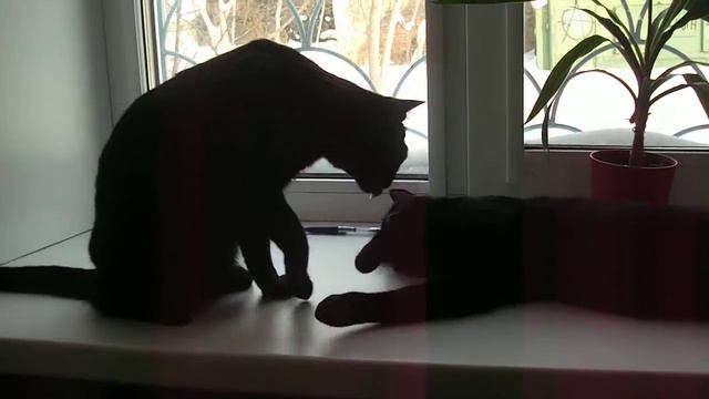 Любов котов^^ [2] смотреть онлайн
