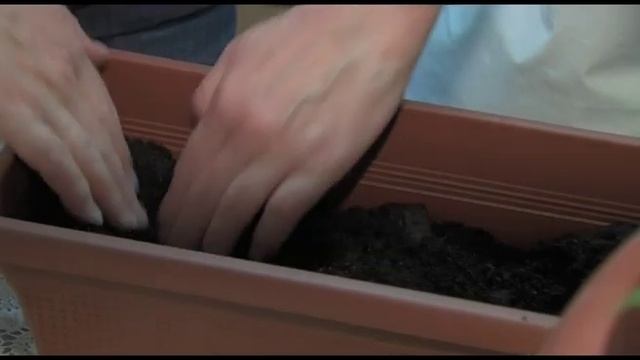 Ярославна выращивает экзотические фрукты дома смотреть онлайн