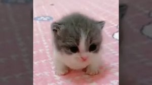 котенок трясется