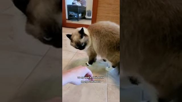 Как понять кота по мордочке ? смотреть онлайн