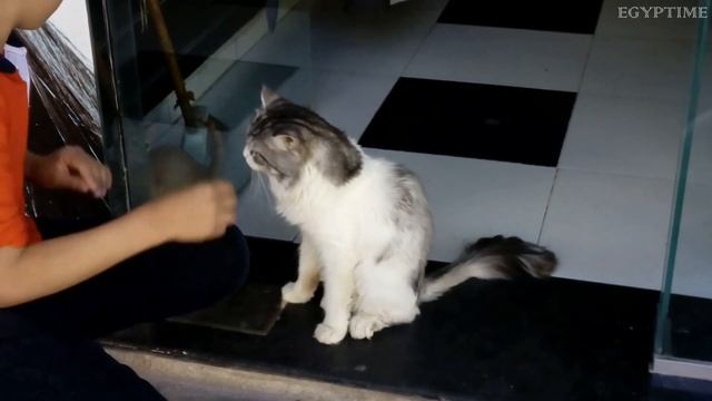 Прогулка по Хургаде. Шератон | Шерри | Красное море | Набережная Марины | Hurghada . смотреть онлайн