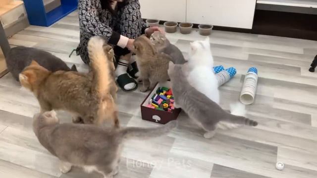 You Laugh You Lose ? Funniest Animals 2024 ?? Part 14 смотреть онлайн