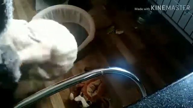 Чем занята пекинес Лялька смотреть онлайн
