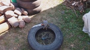 Как сделать альпийскую горку из подручных материалов своими руками. Часть 1.