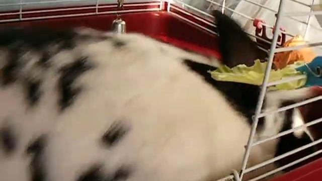 Мой любимый кролик смотреть онлайн