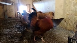 Минимясная порода кур (А77). Мой отзыв.