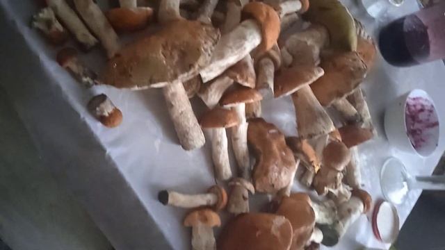 клин. давыдково. итог охоты за грибами 78 шт. 28 июля. 2023 смотреть онлайн